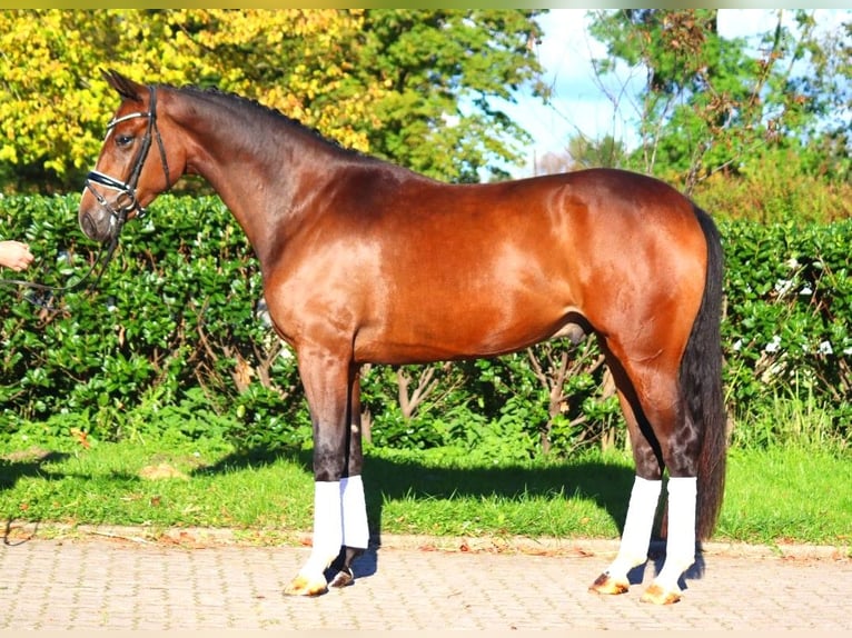 Hanoverian Gelding 3 years 16,2 hh Brown in Selsingen