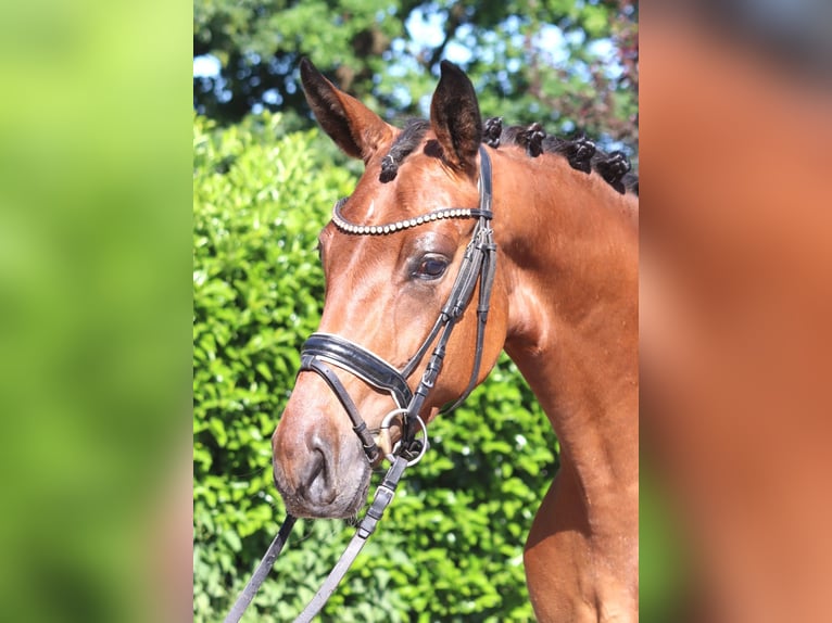 Hanoverian Gelding 3 years 16.2 hh Brown in Selsingen