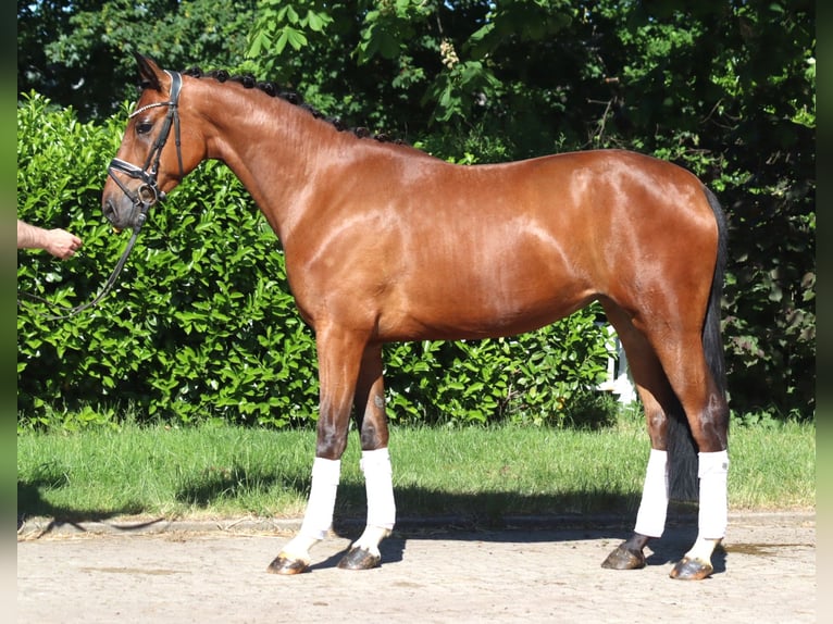 Hanoverian Gelding 3 years 16.2 hh Brown in Selsingen