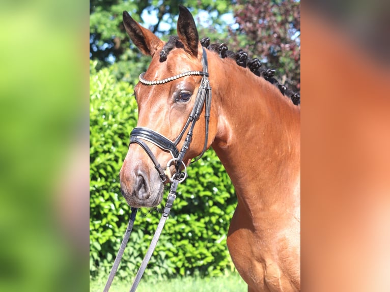 Hanoverian Gelding 3 years 16.2 hh Brown in Selsingen