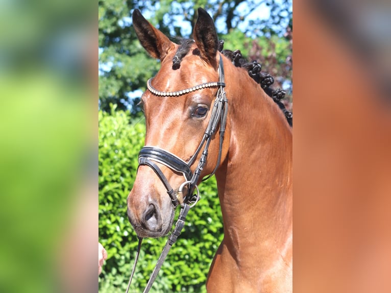 Hanoverian Gelding 3 years 16.2 hh Brown in Selsingen