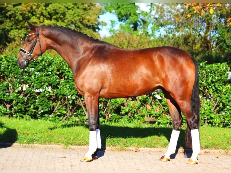 Hanoverian Gelding 3 years 16,2 hh Brown in Selsingen