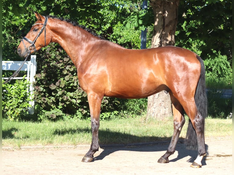 Hanoverian Gelding 3 years 16.2 hh Brown in Selsingen