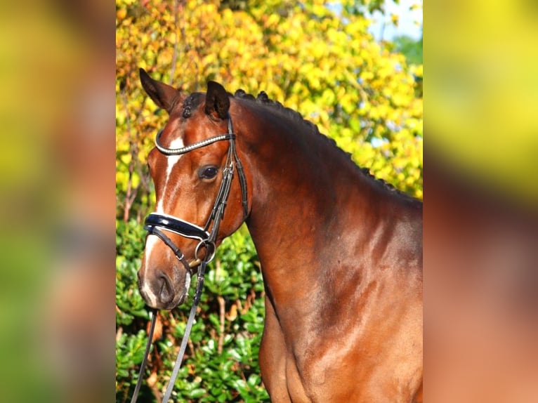 Hanoverian Gelding 3 years 16,2 hh Brown in Selsingen