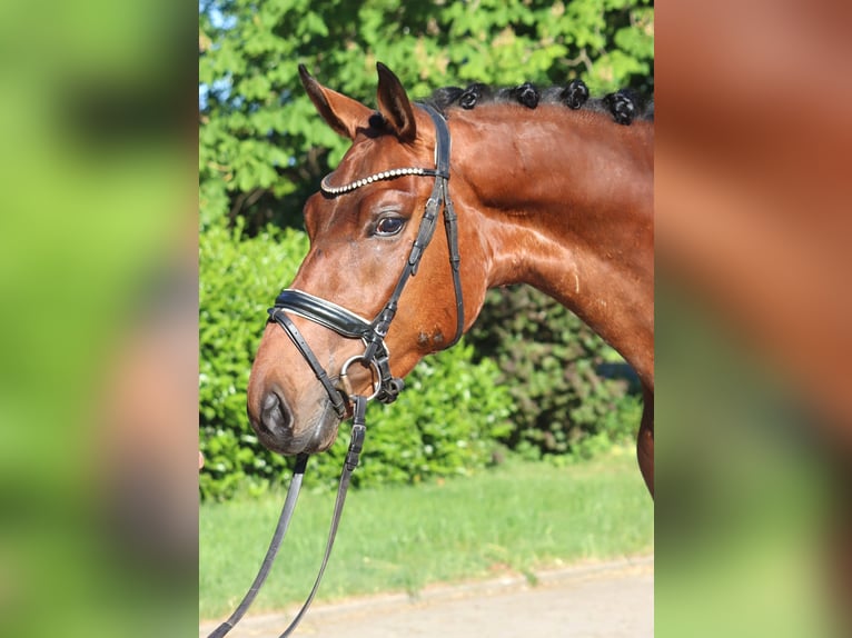 Hanoverian Gelding 3 years 16.2 hh Brown in Selsingen