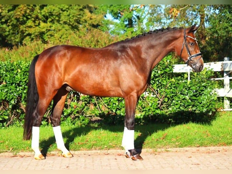 Hanoverian Gelding 3 years 16,2 hh Brown in Selsingen