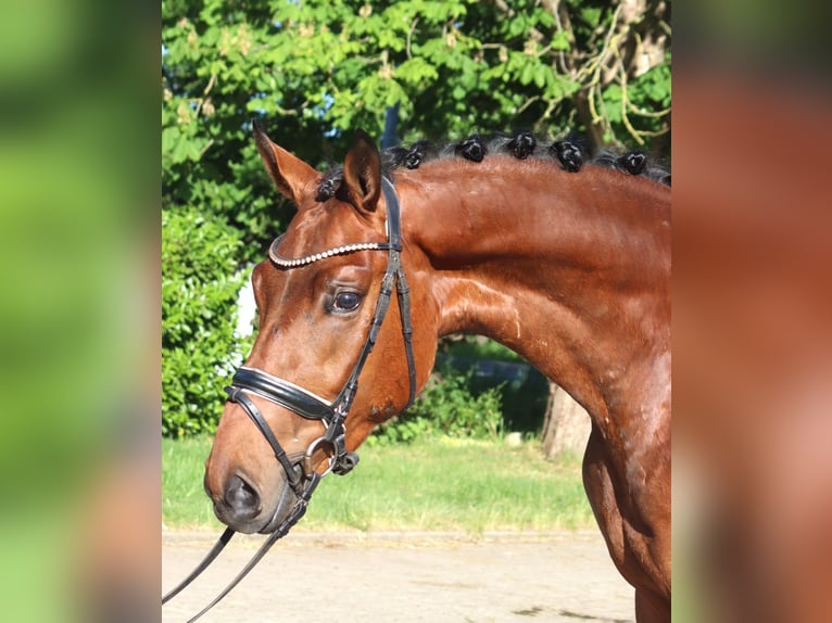 Hanoverian Gelding 3 years 16.2 hh Brown in Selsingen