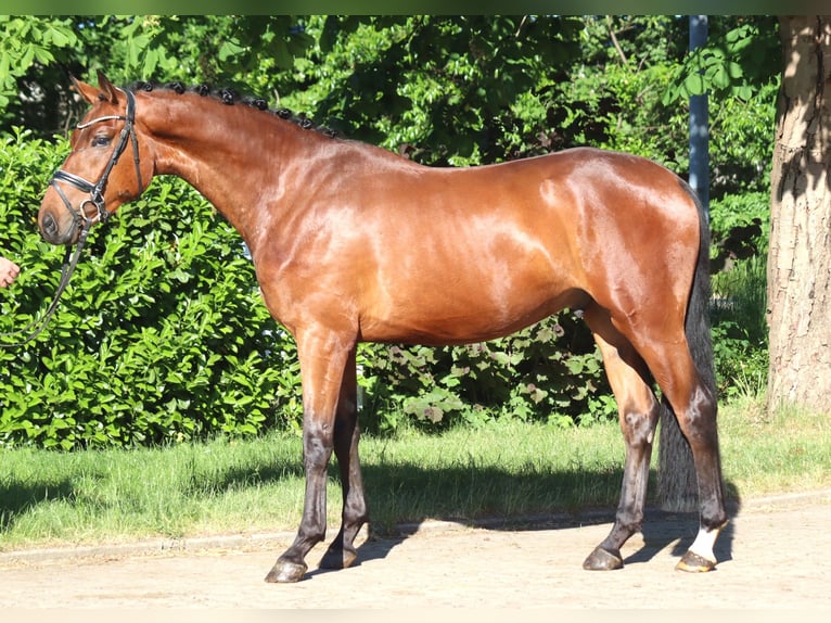 Hanoverian Gelding 3 years 16.2 hh Brown in Selsingen