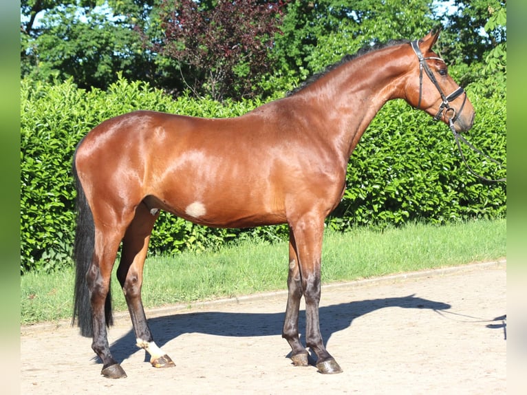 Hanoverian Gelding 3 years 16.2 hh Brown in Selsingen