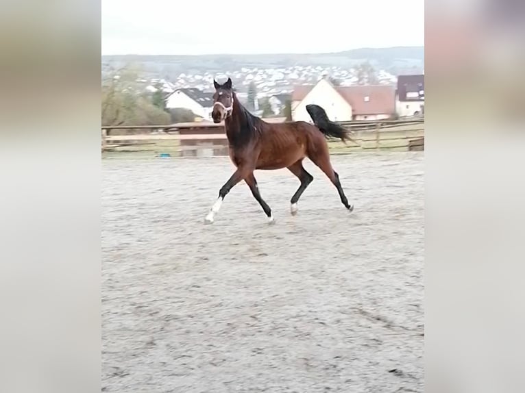 Hanoverian Gelding 3 years 16,2 hh Brown in Rieden