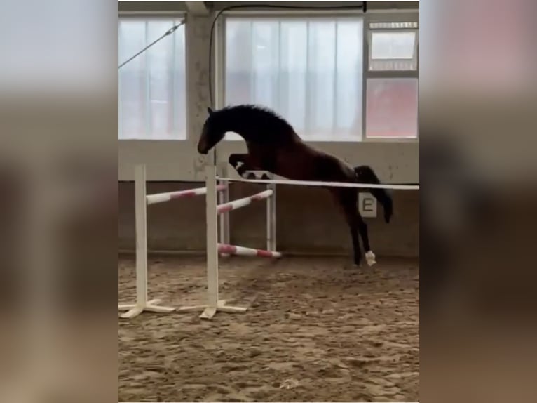 Hanoverian Gelding 3 years 16.2 hh Brown in Dahlenburg