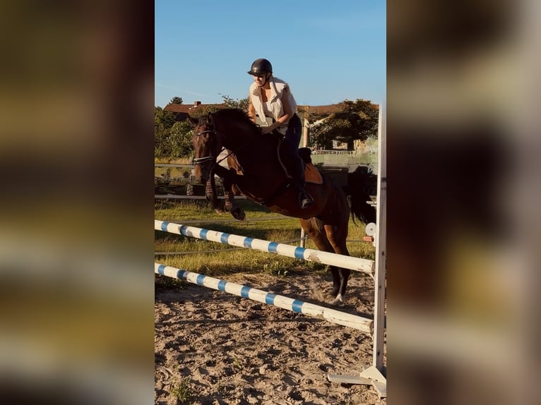 Hanoverian Gelding 3 years 16.2 hh Brown in Dahlenburg