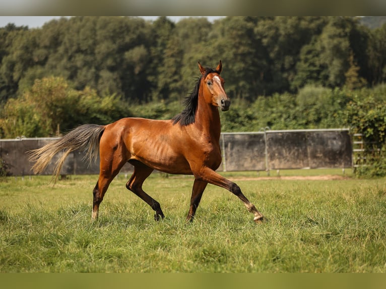 Hanoverian Gelding 3 years 16,2 hh Brown in Moers