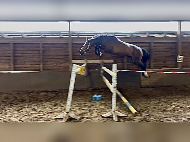 Hanoverian Gelding 3 years 16.2 hh Brown in Oerel