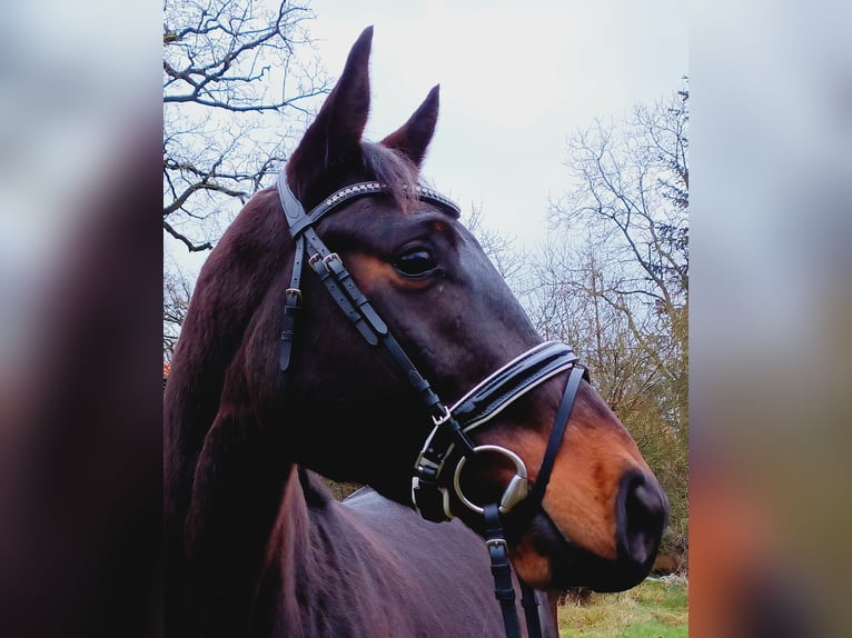 Hanoverian Gelding 3 years 16,2 hh Brown in Burgdorf