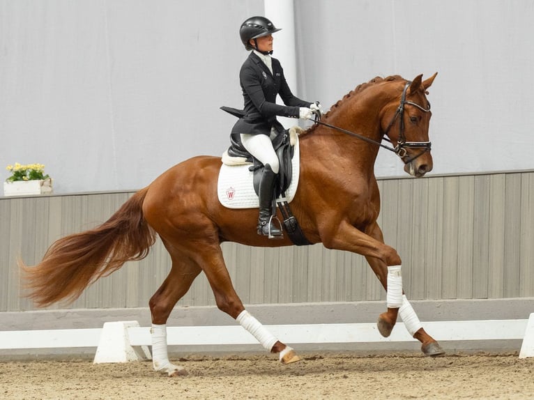 Hanoverian Gelding 3 years 16.2 hh Chestnut in Münster-Handorf