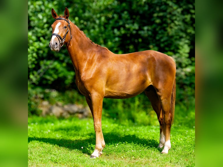 Hanoverian Gelding 3 years 16,2 hh Chestnut in Trois-Ponts