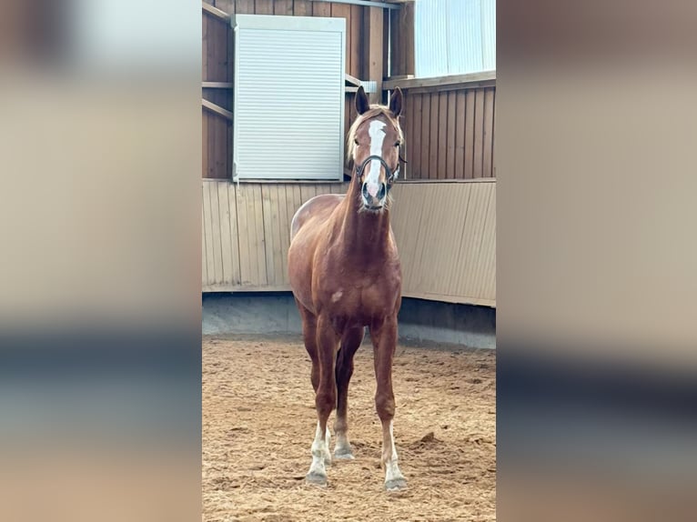 Hanoverian Gelding 3 years 16.2 hh Chestnut-Red in Ansbach