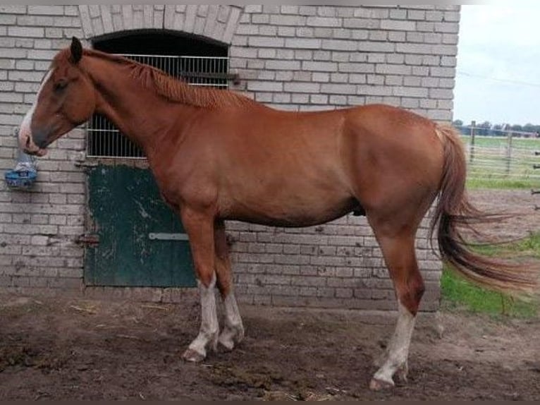 Hanoverian Gelding 3 years 16,2 hh Chestnut-Red in Trebel