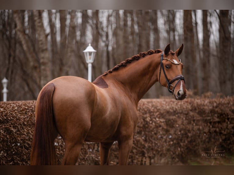 Hanoverian Gelding 3 years 16,2 hh Chestnut-Red in Wehringen