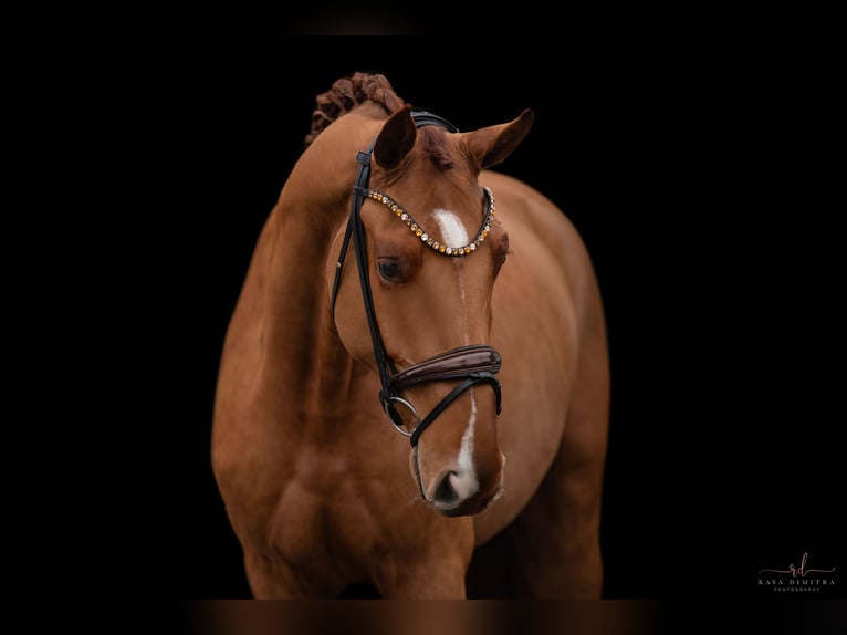 Hanoverian Gelding 3 years 16,2 hh Chestnut-Red in Wehringen