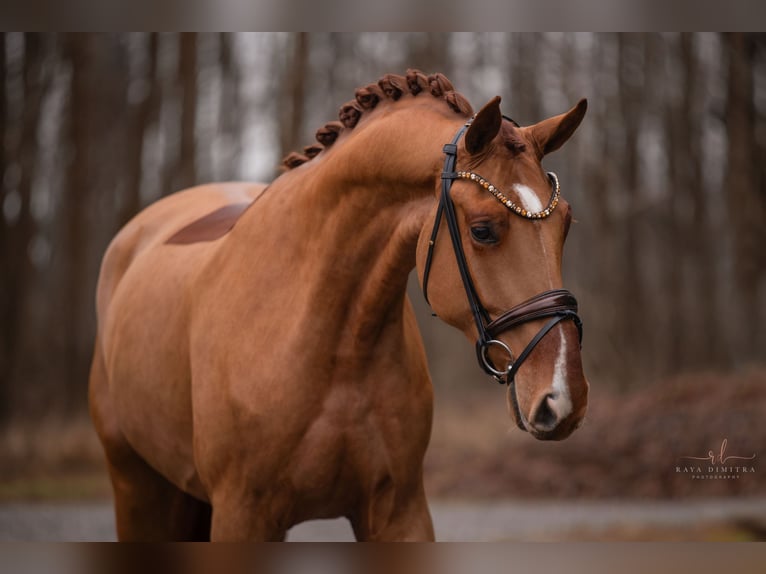 Hanoverian Gelding 3 years 16,2 hh Chestnut-Red in Wehringen