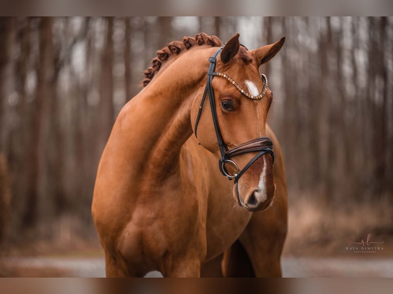 Hanoverian Gelding 3 years 16,2 hh Chestnut-Red in Wehringen