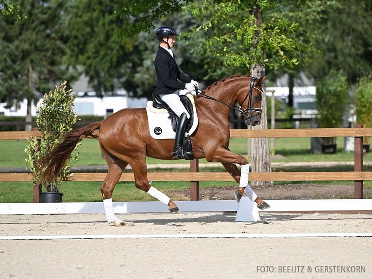 Hanoverian Gelding 3 years 16,2 hh Chestnut-Red in Verden