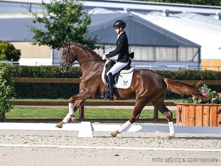 Hanoverian Gelding 3 years 16,2 hh Chestnut-Red in Verden