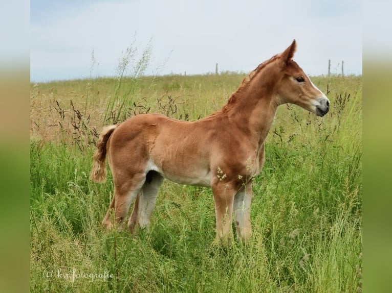 Hanoverian Gelding 3 years 16.2 hh Chestnut-Red in Wettringen