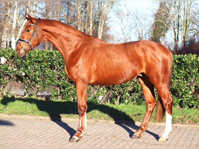 Hanoverian Gelding 3 years 16,2 hh Chestnut-Red in Selsingen