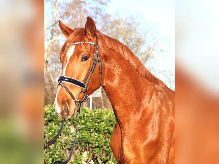 Hanoverian Gelding 3 years 16,2 hh Chestnut-Red in Selsingen