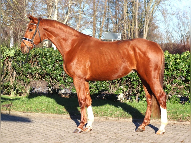 Hanoverian Gelding 3 years 16,2 hh Chestnut-Red in Selsingen