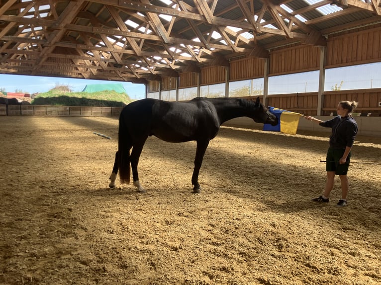 Hanoverian Gelding 3 years 16.2 hh Smoky-Black in Großtaxen