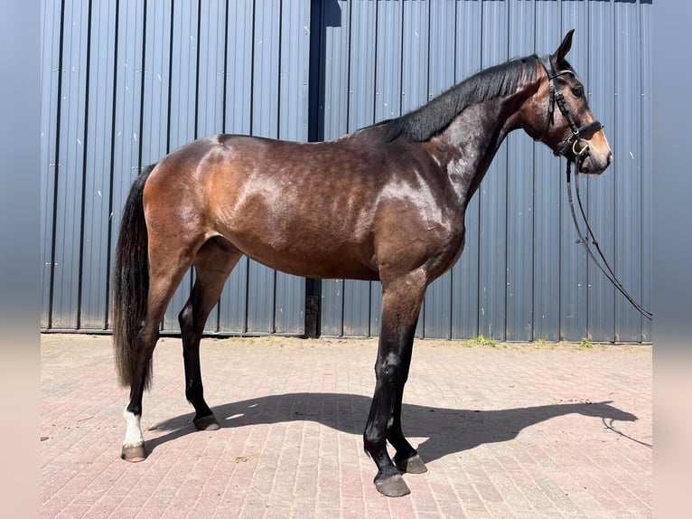 Hanoverian Gelding 3 years 16.2 hh Smoky-Black in Lentföhrden