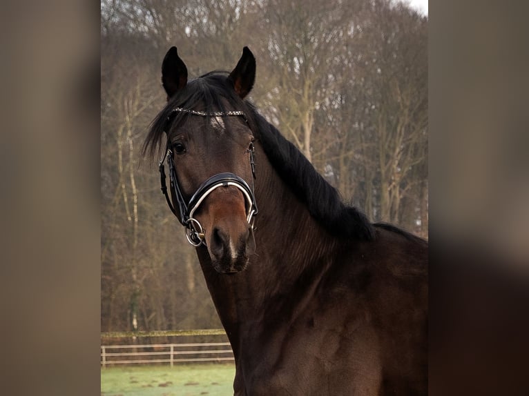 Hanoverian Gelding 3 years 16,3 hh Bay-Dark in K&#xF6;lln reisiek