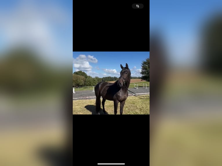 Hanoverian Gelding 3 years 16,3 hh Bay-Dark in Hasbergen