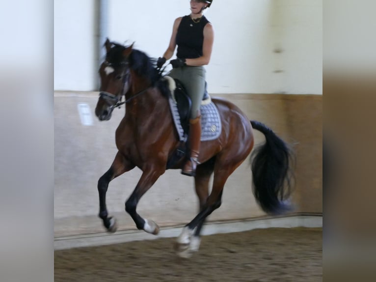 Hanoverian Gelding 3 years 16.3 hh Bay-Dark in Greifenstein