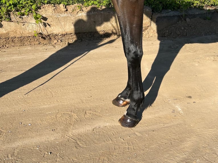 Hanoverian Gelding 3 years 16.3 hh Bay-Dark in Wieglitz