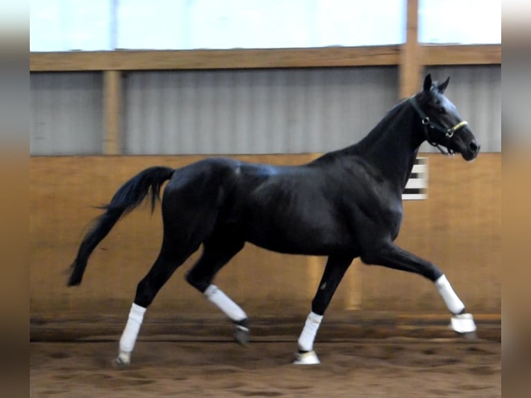 Hanoverian Gelding 3 years 16,3 hh Black in Fredenbeck