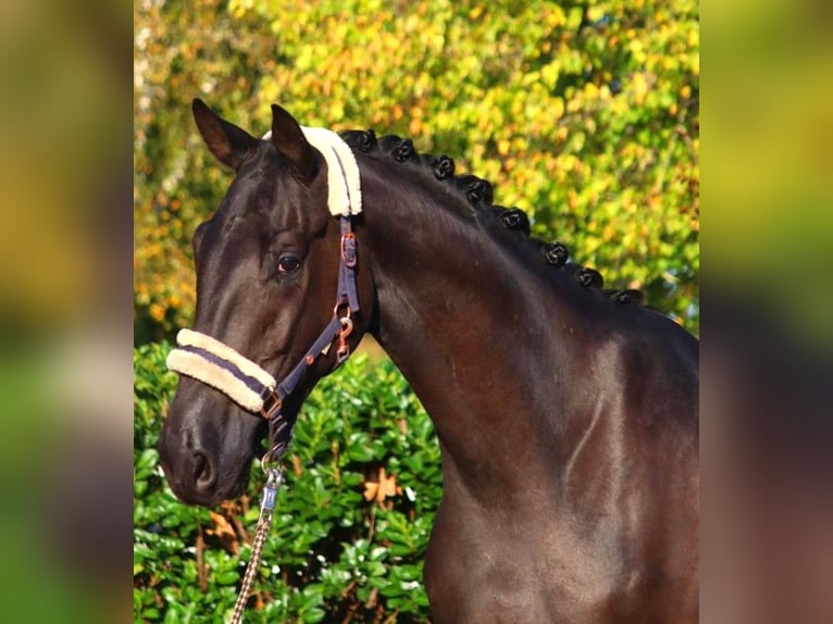 Hanoverian Gelding 3 years 16,3 hh Black in Selsingen