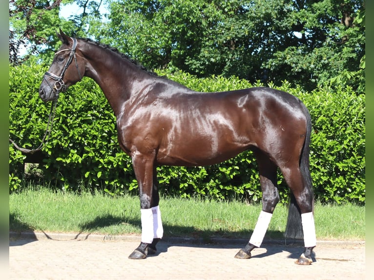 Hanoverian Gelding 3 years 16.3 hh Black in Selsingen