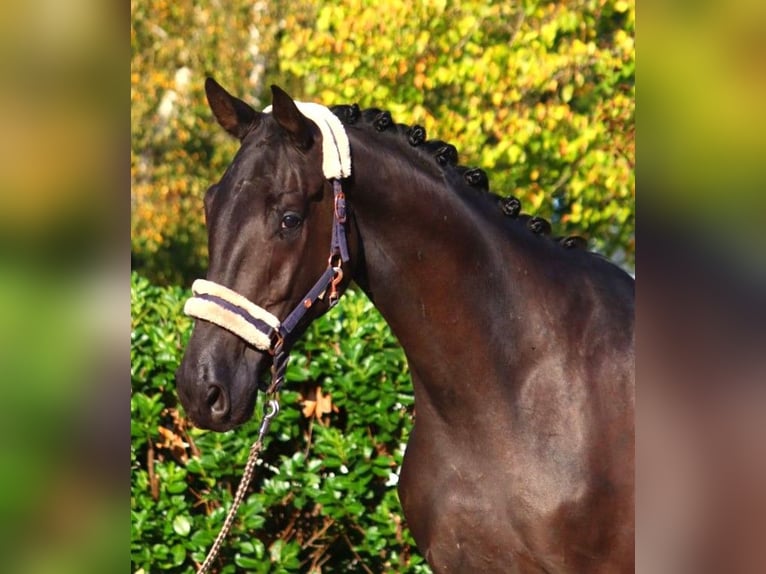 Hanoverian Gelding 3 years 16,3 hh Black in Selsingen