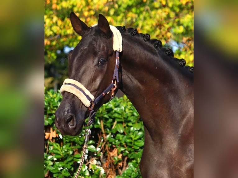 Hanoverian Gelding 3 years 16,3 hh Black in Selsingen