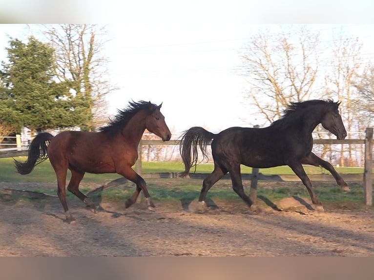 Hanoverian Gelding 3 years 16.3 hh Brown in Ratekau