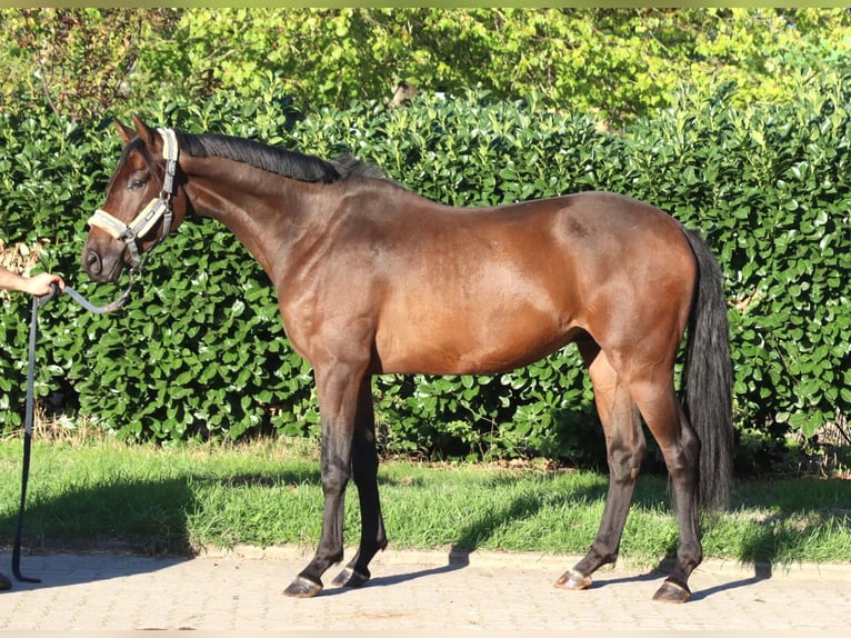 Hanoverian Gelding 3 years 16.3 hh Brown in Selsingen