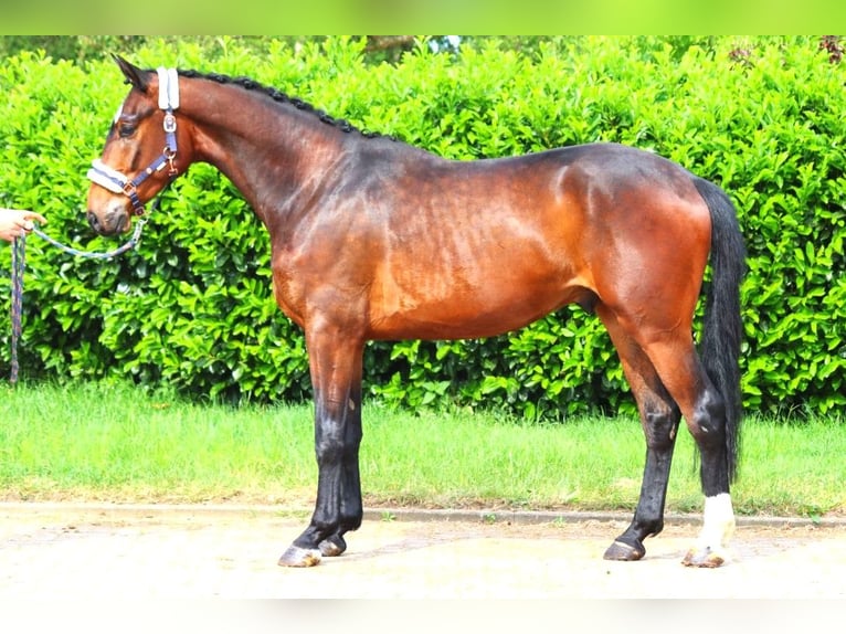 Hanoverian Gelding 3 years 16,3 hh Brown in Selsingen