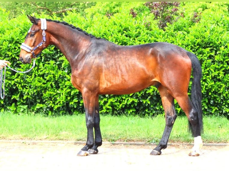 Hanoverian Gelding 3 years 16,3 hh Brown in Selsingen