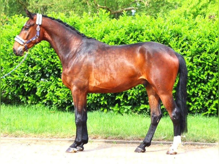 Hanoverian Gelding 3 years 16,3 hh Brown in Selsingen