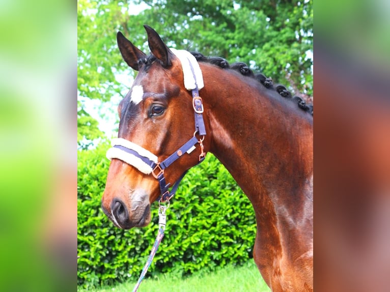 Hanoverian Gelding 3 years 16,3 hh Brown in Selsingen